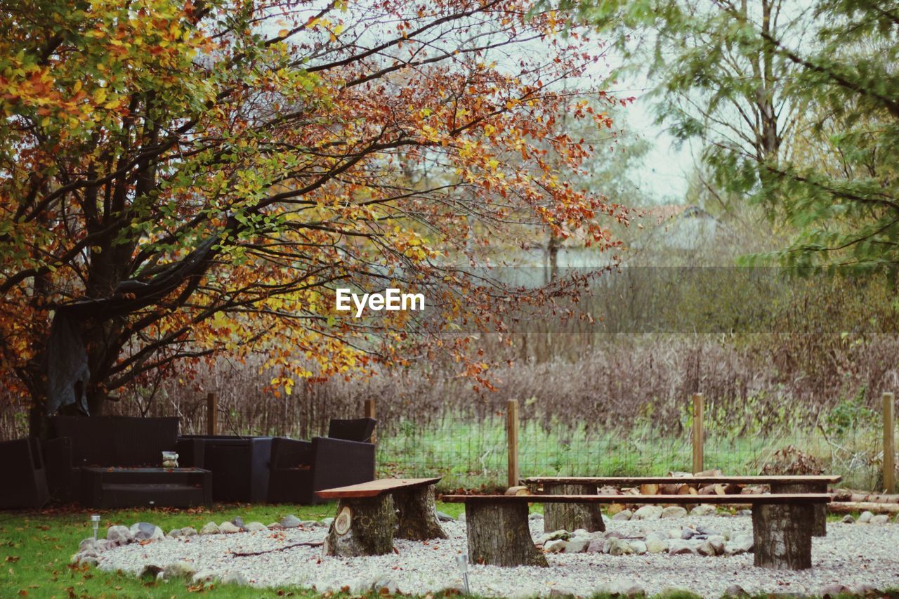 TREES AND AUTUMN LEAVES