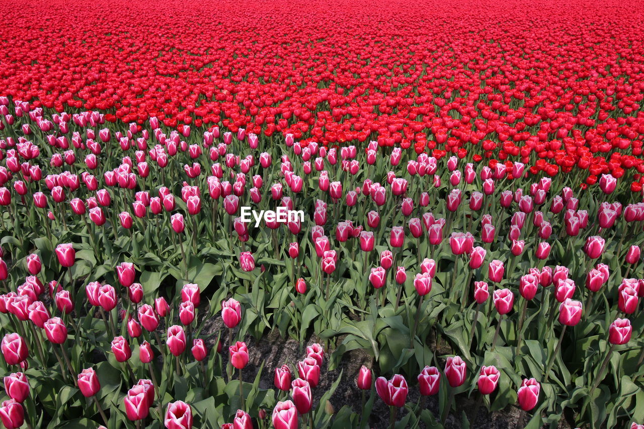 RED FLOWERING PLANTS IN FIELD