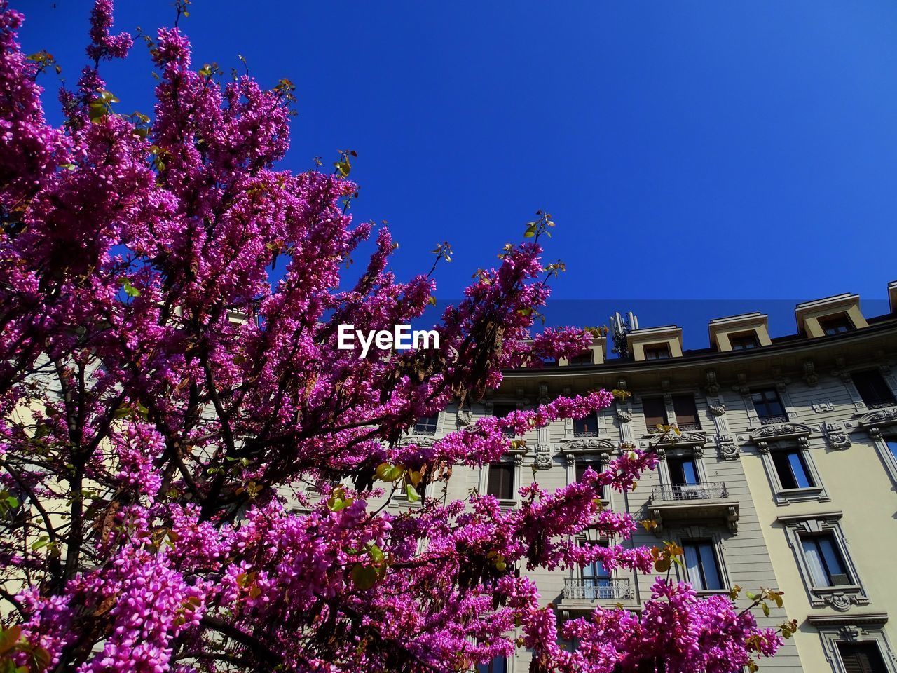 LOW ANGLE VIEW OF PINK CHERRY BLOSSOMS AGAINST SKY