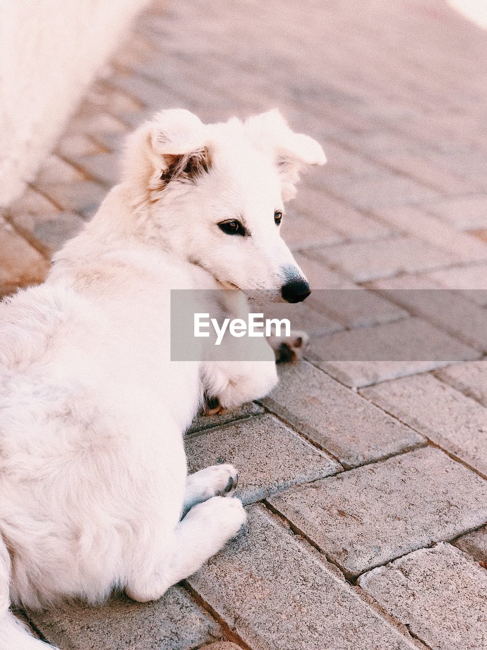 High angle view of dog sitting on footpath