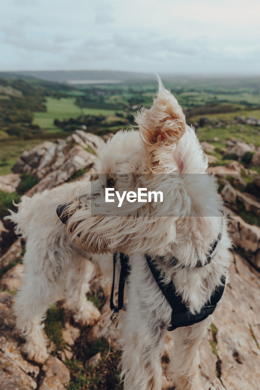 Cute white dog standing on top of the crook peak in mendip hills, england, uk, on a windy day.