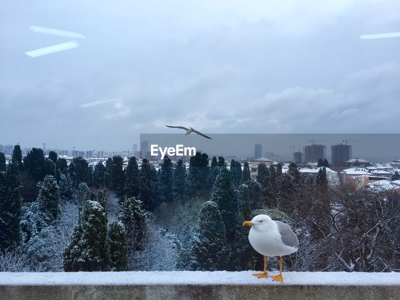 Seagull perching on railing against trees during winter