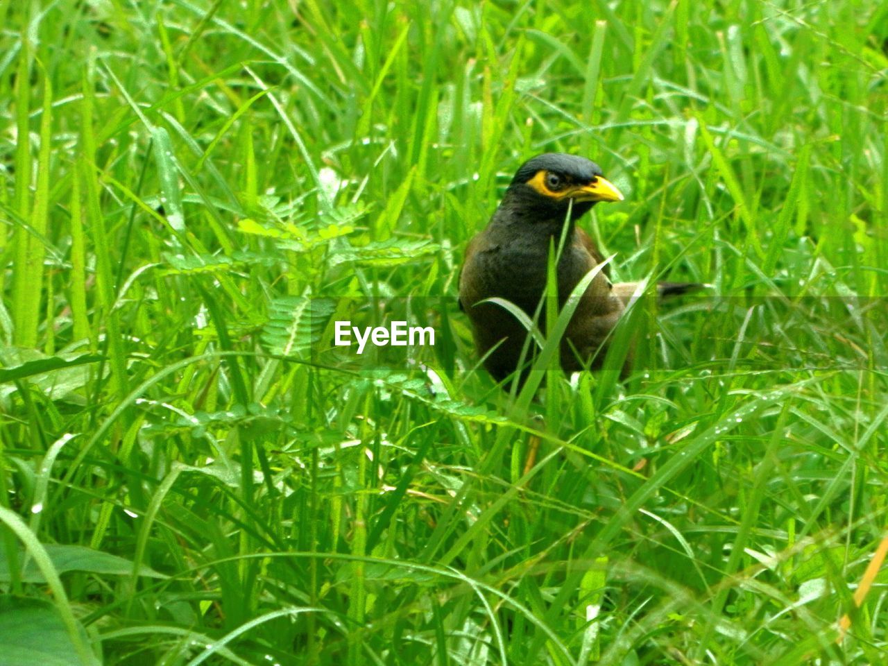 Close-up of myna on grass