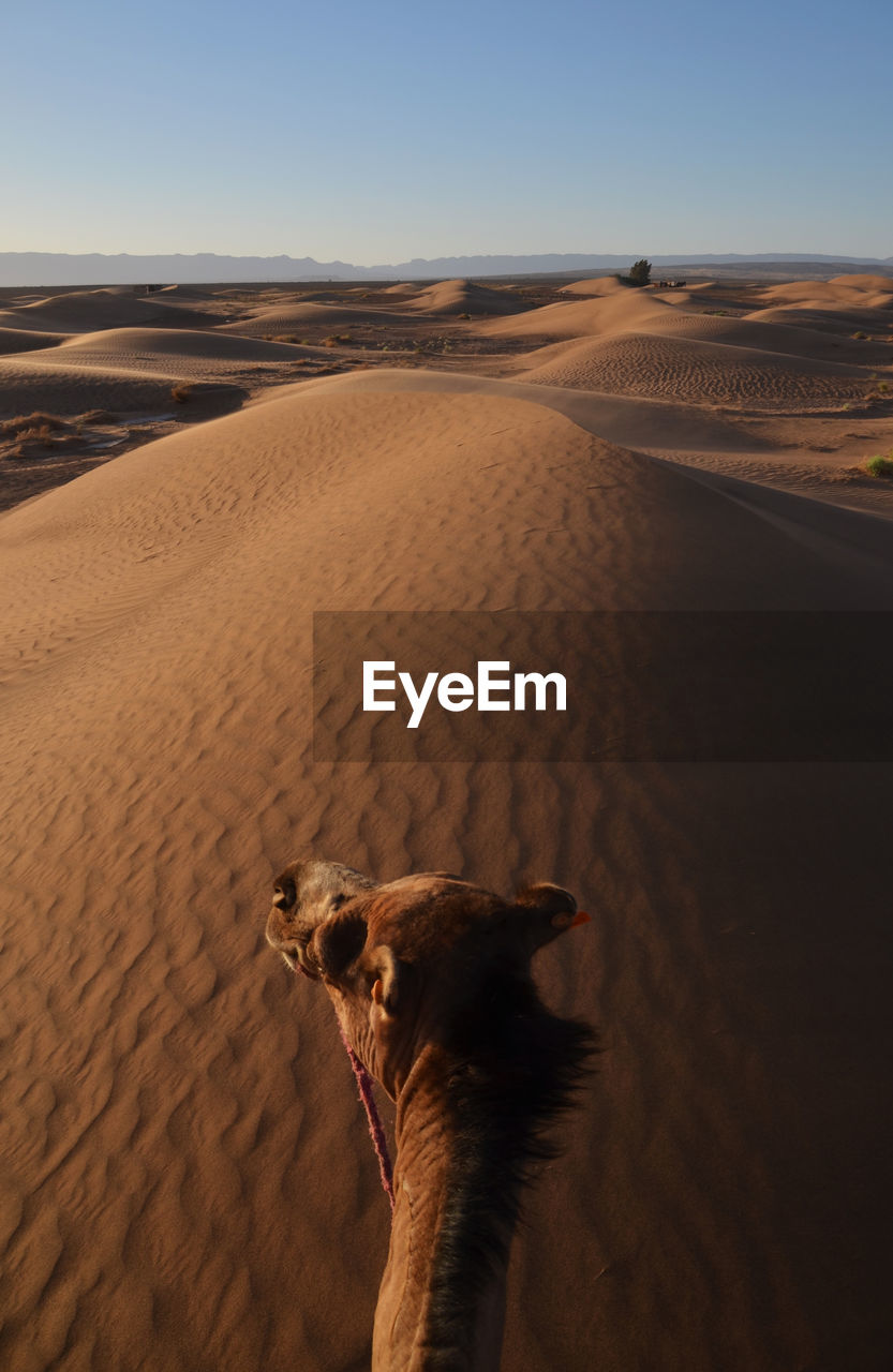 High angle view of camel in desert