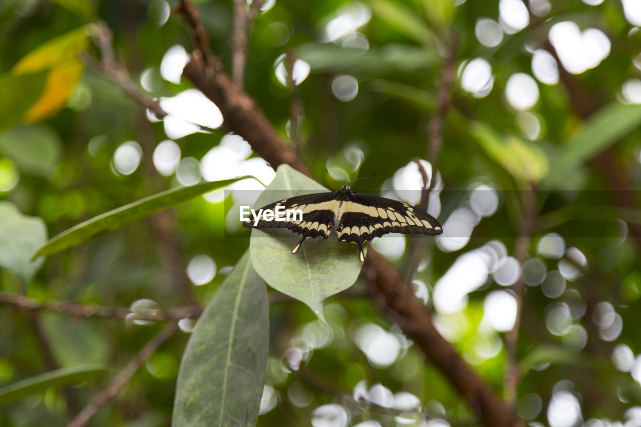 Close-up of butterfly on leaf