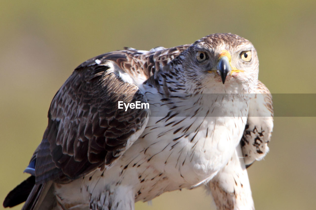 CLOSE-UP OF EAGLE