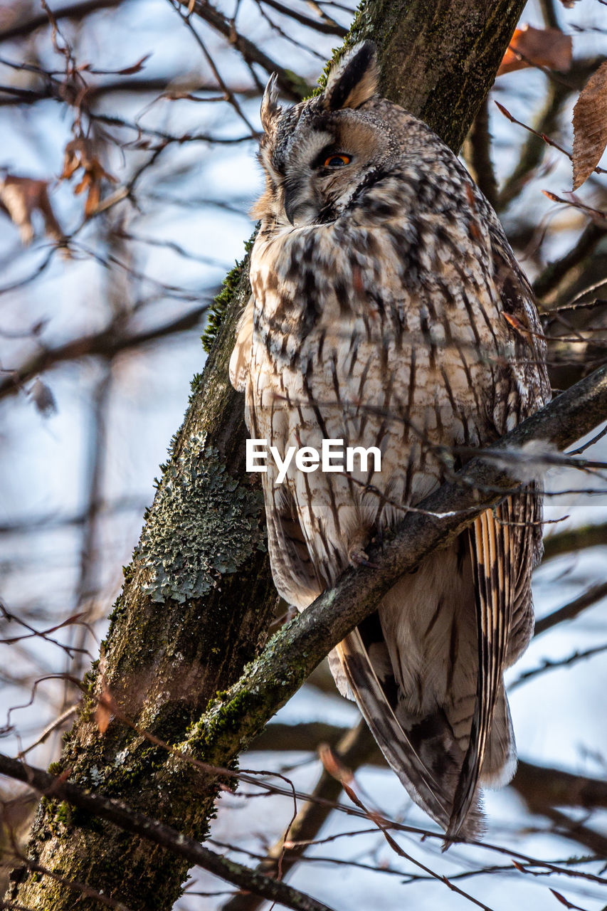 Low angle view of bird perching on tree