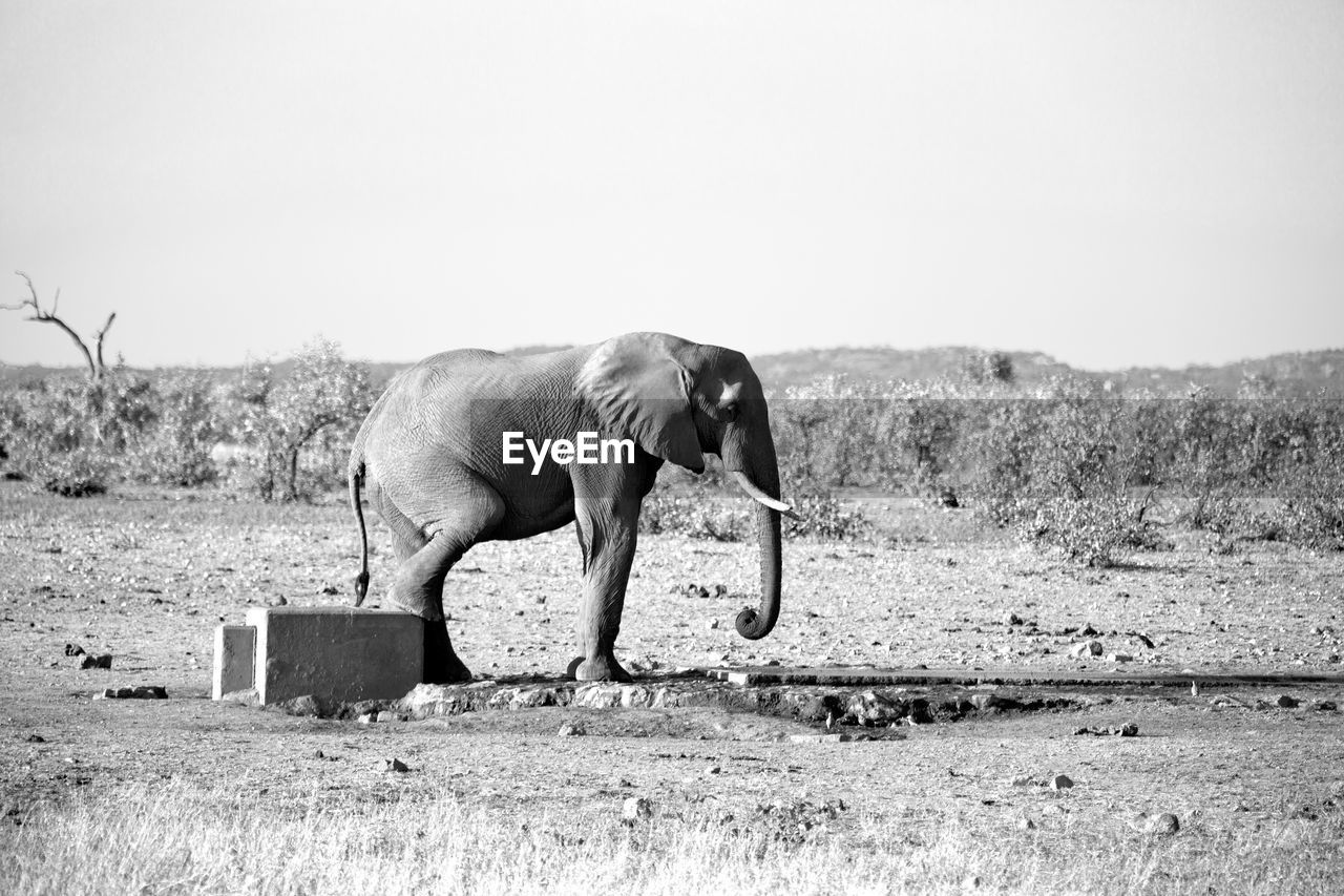 SIDE VIEW OF ELEPHANT IN THE FIELD