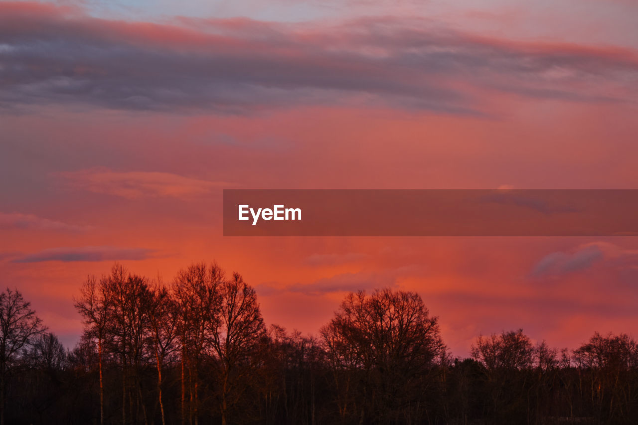 Silhouette trees against sky during sunset