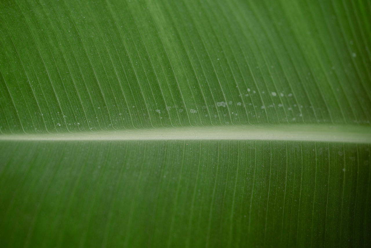Close up of the green leaf