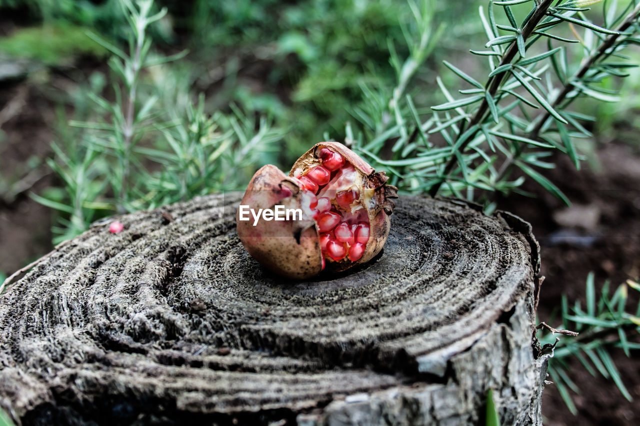 Close-up of pomegranate on tree stump