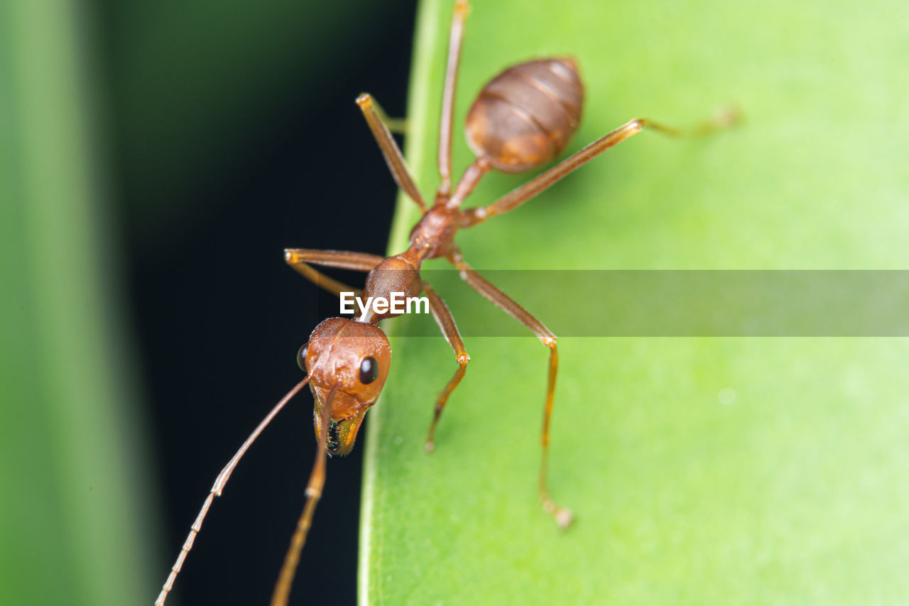 CLOSE-UP OF INSECT ON PLANT