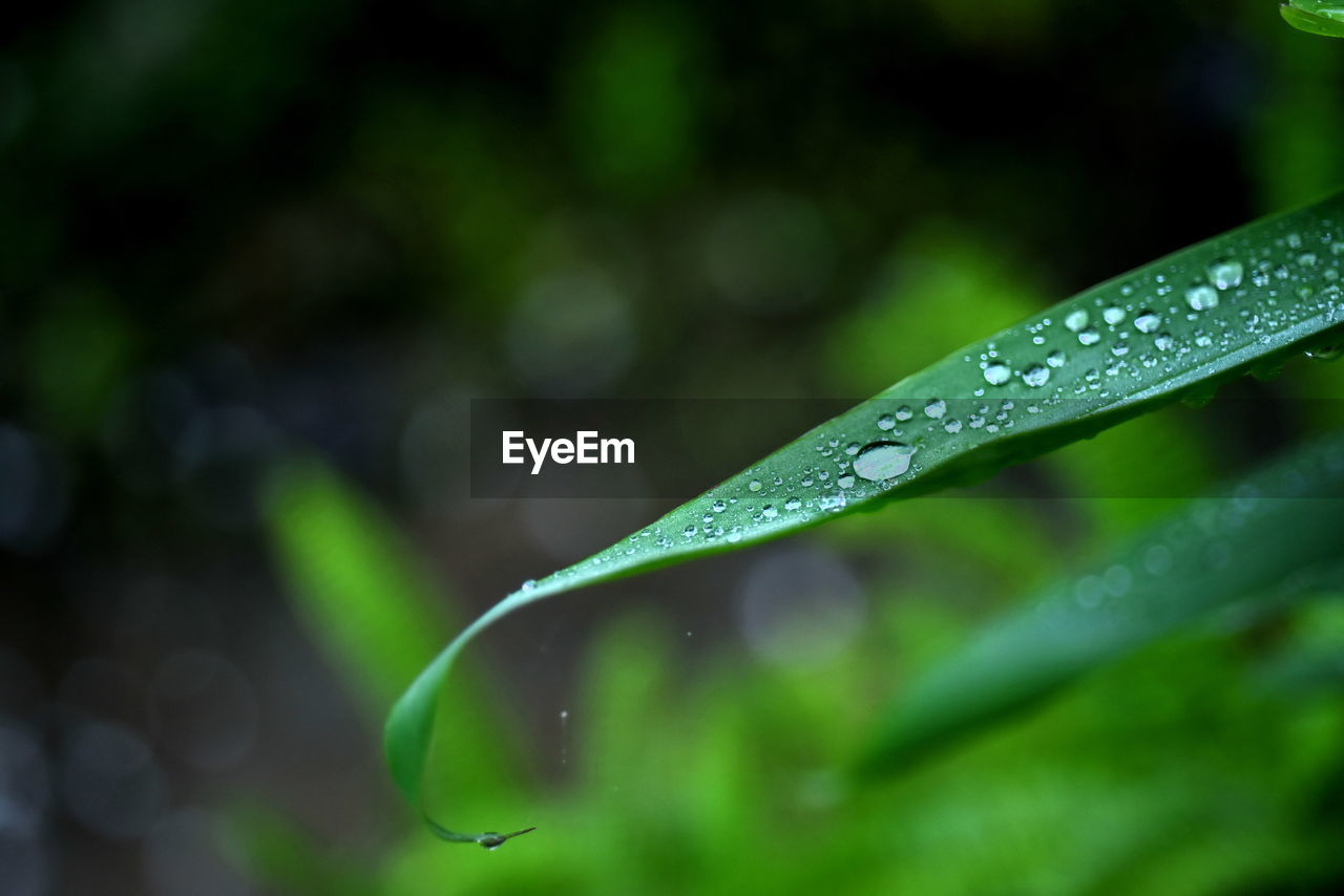 Close-up of wet plant leaves during rainy season