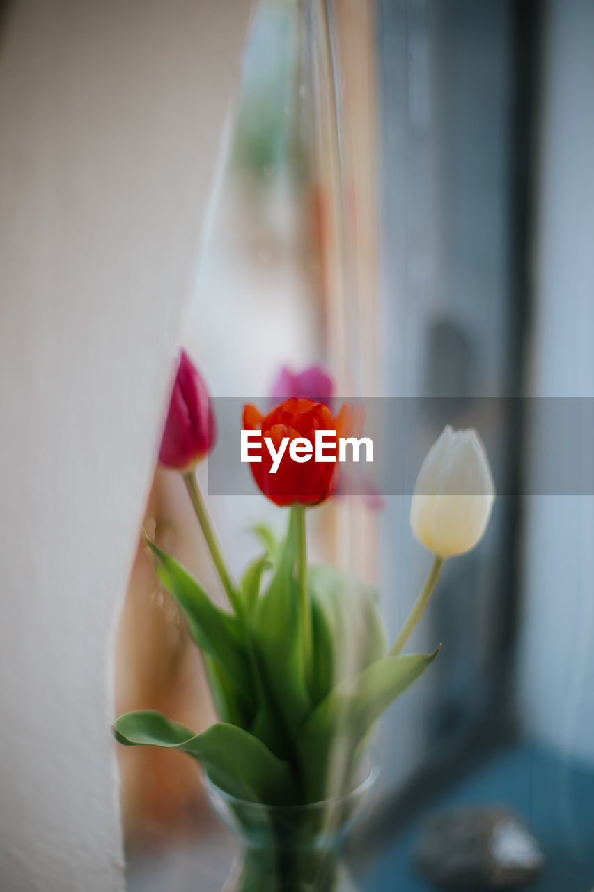 Close-up of colorful flowering tulips against window