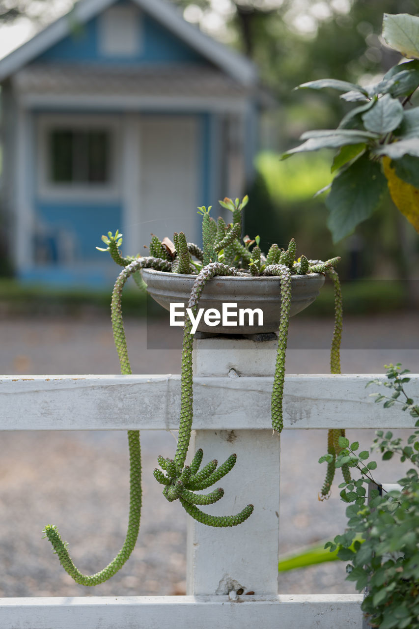 green, plant, architecture, nature, flower, no people, garden, built structure, building exterior, house, day, branch, outdoors, building, focus on foreground, growth, front or back yard, leaf, residential district, plant part, close-up, backyard