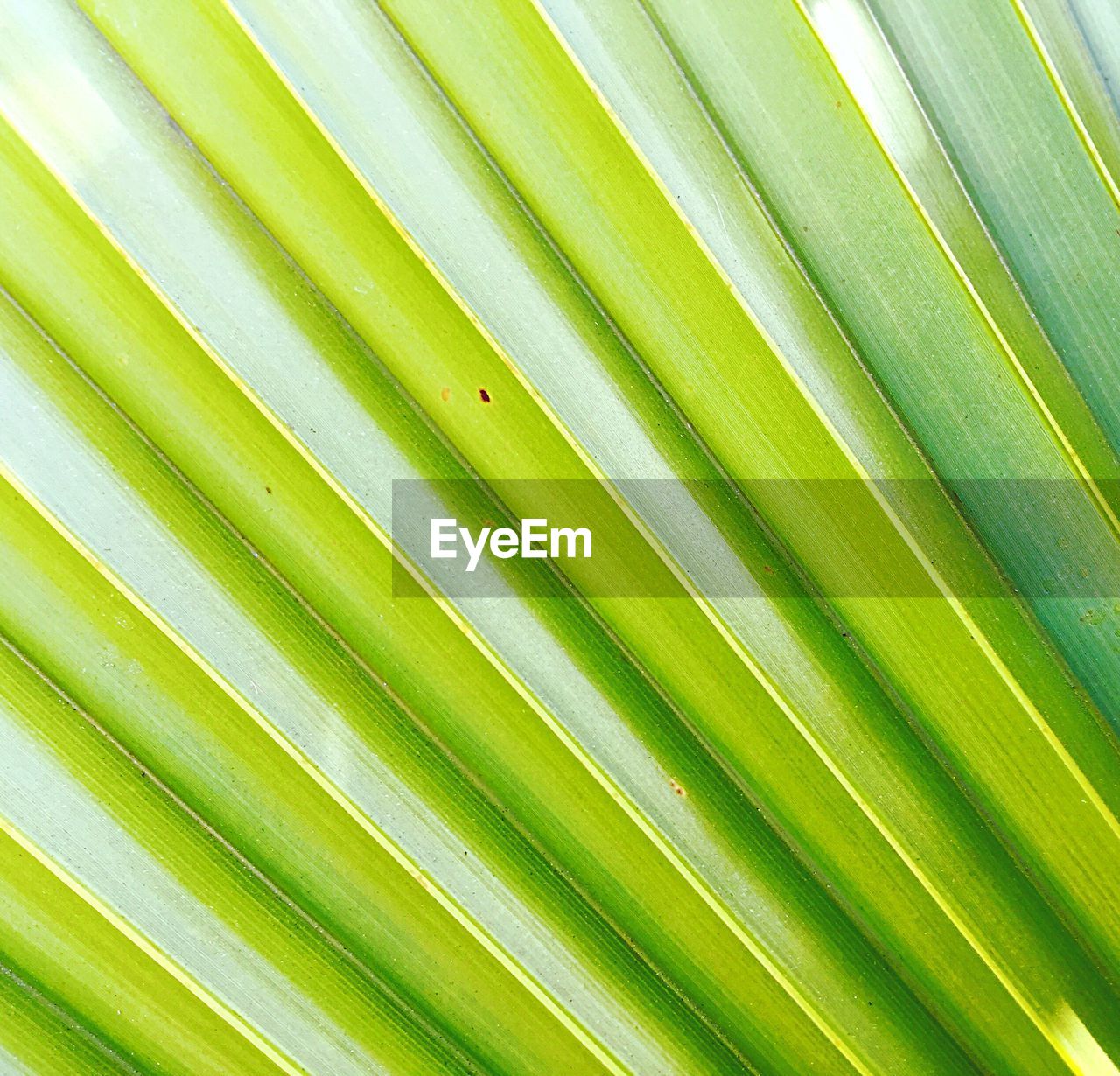 Full frame shot of palm leaf