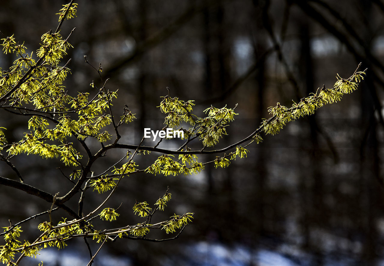 Close-up of tree branch