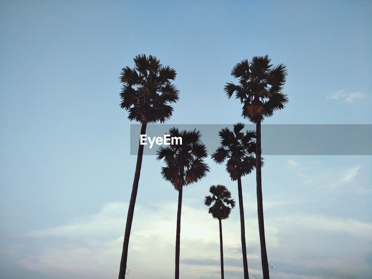 Low angle view of coconut palm trees against blue sky