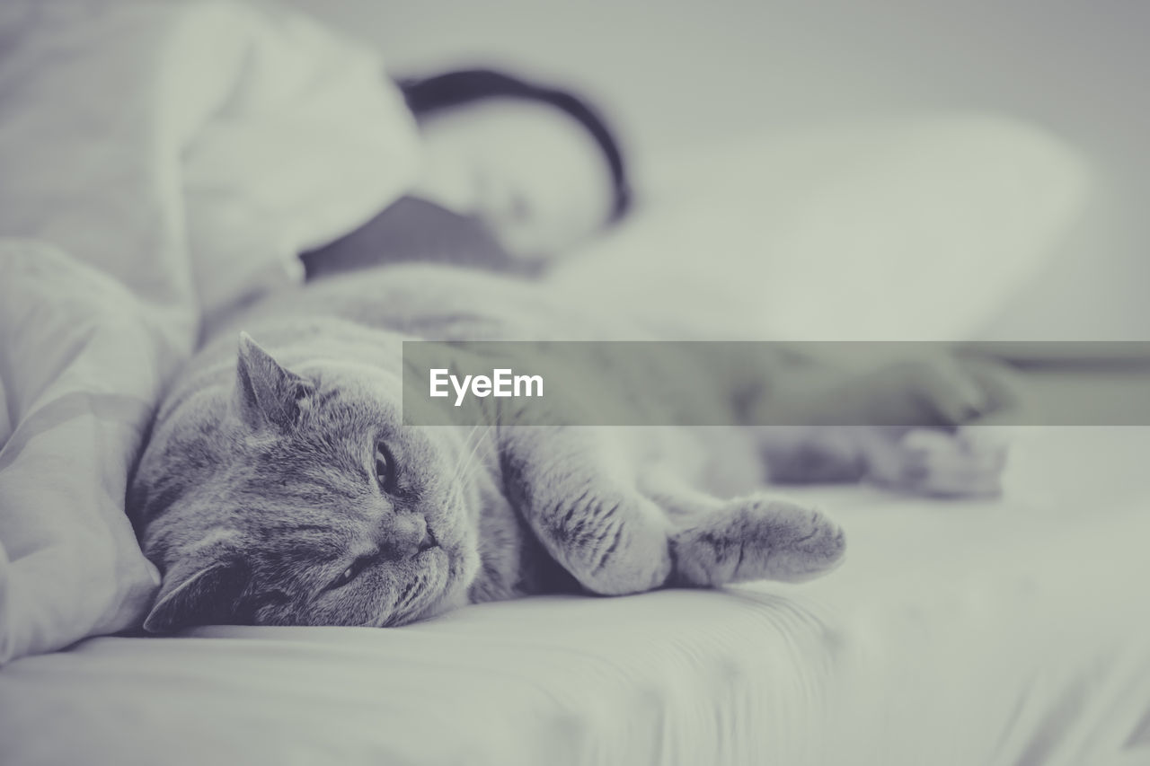 Close-up of cat resting on bed