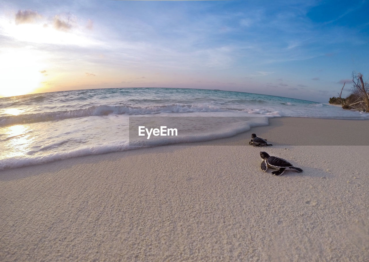 Turtles on shore at beach during sunset