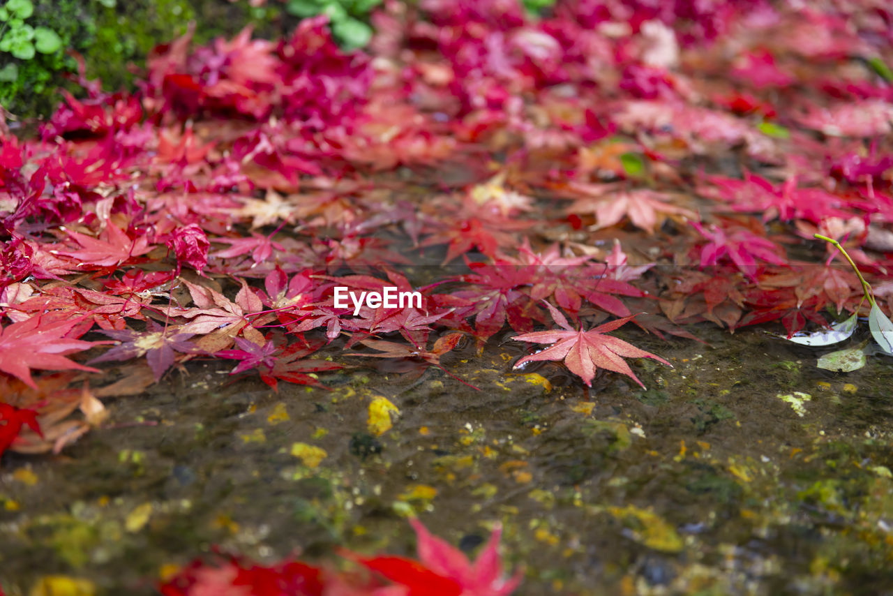 leaf, plant part, autumn, nature, plant, beauty in nature, maple leaf, day, no people, leaves, tree, falling, maple, selective focus, red, fragility, maple tree, close-up, outdoors, land, flower, field, tranquility, growth, high angle view, orange color, wet