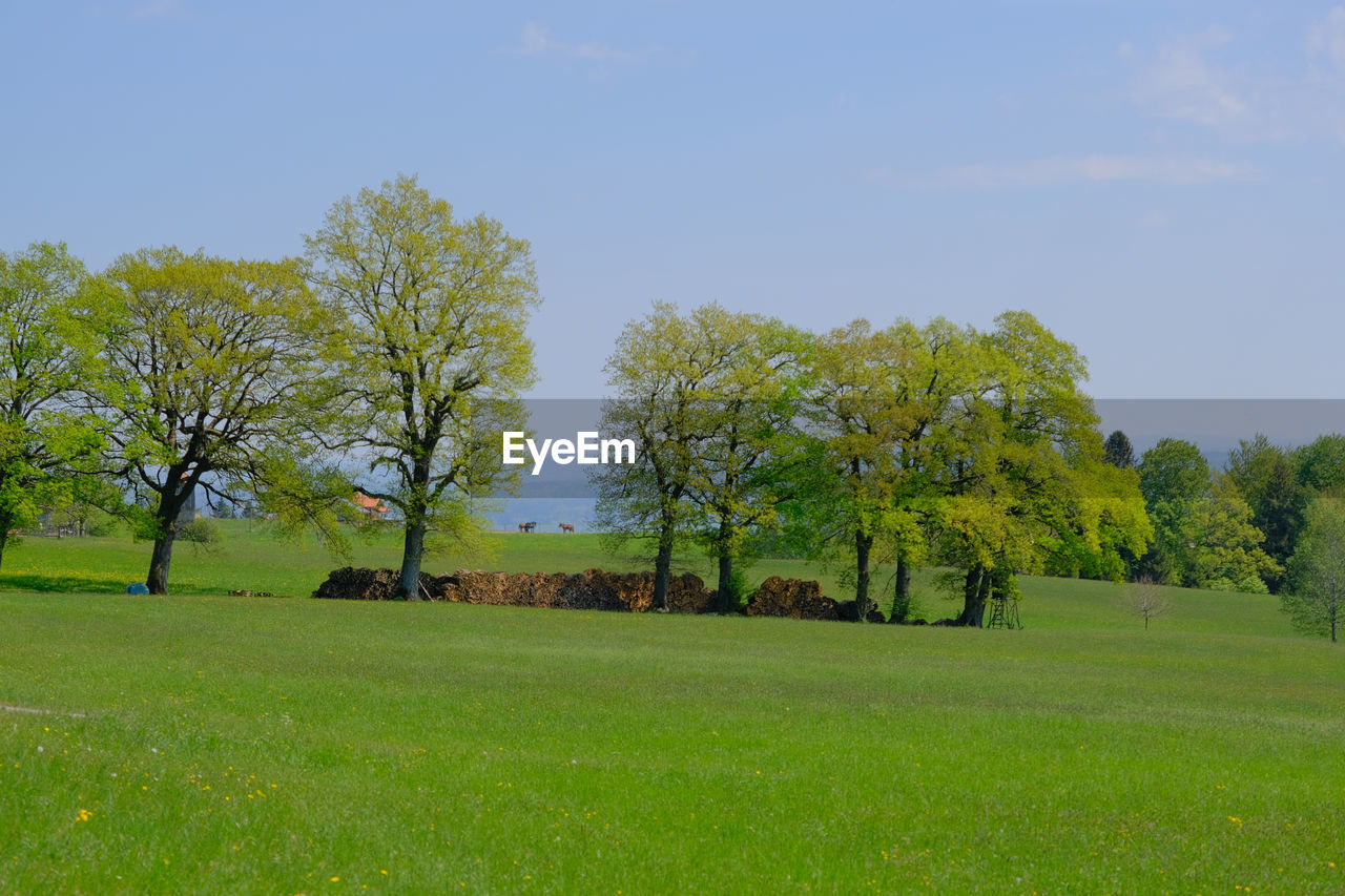 TREES ON FIELD
