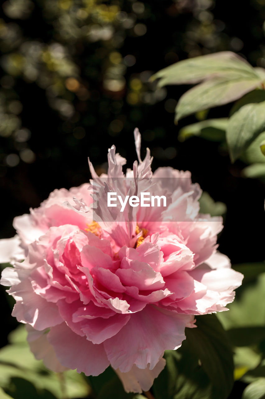 CLOSE-UP OF FRESH PINK FLOWERS