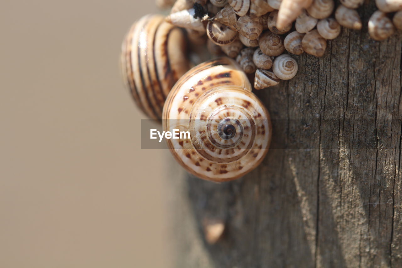 CLOSE-UP OF SNAIL ON WOODEN WALL