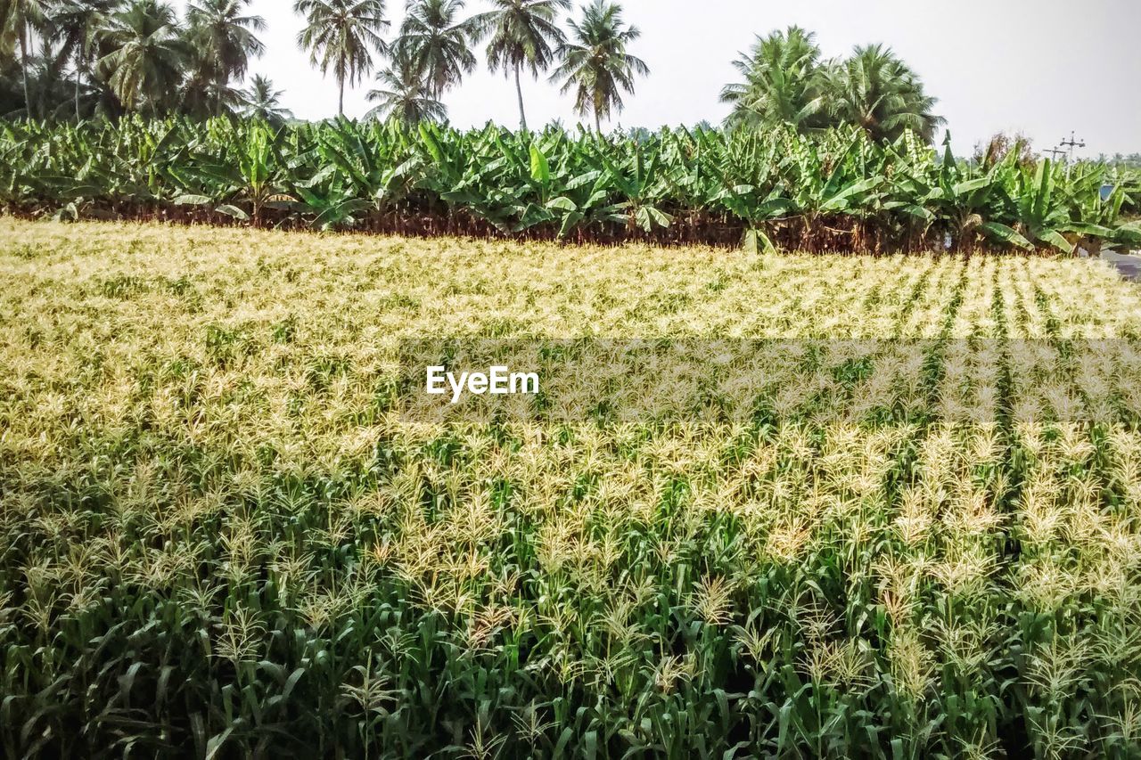 Scenic view of field