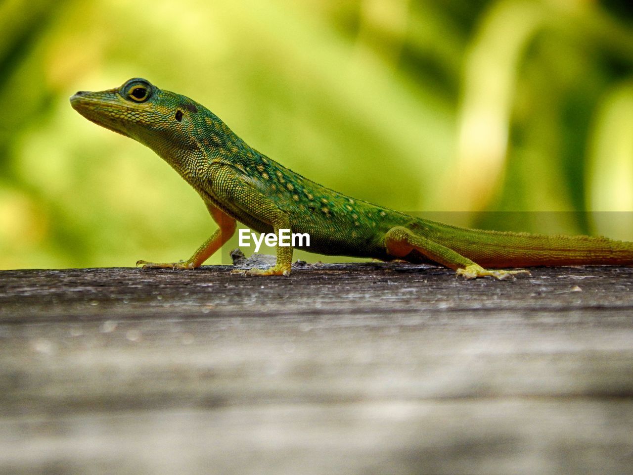 CLOSE-UP OF LIZARD