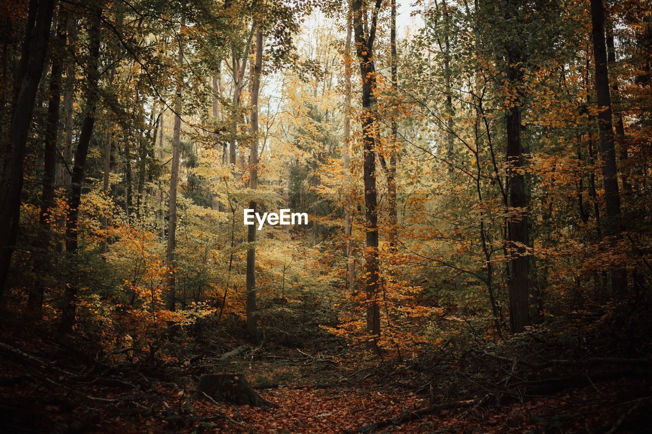 Trees in forest during autumn