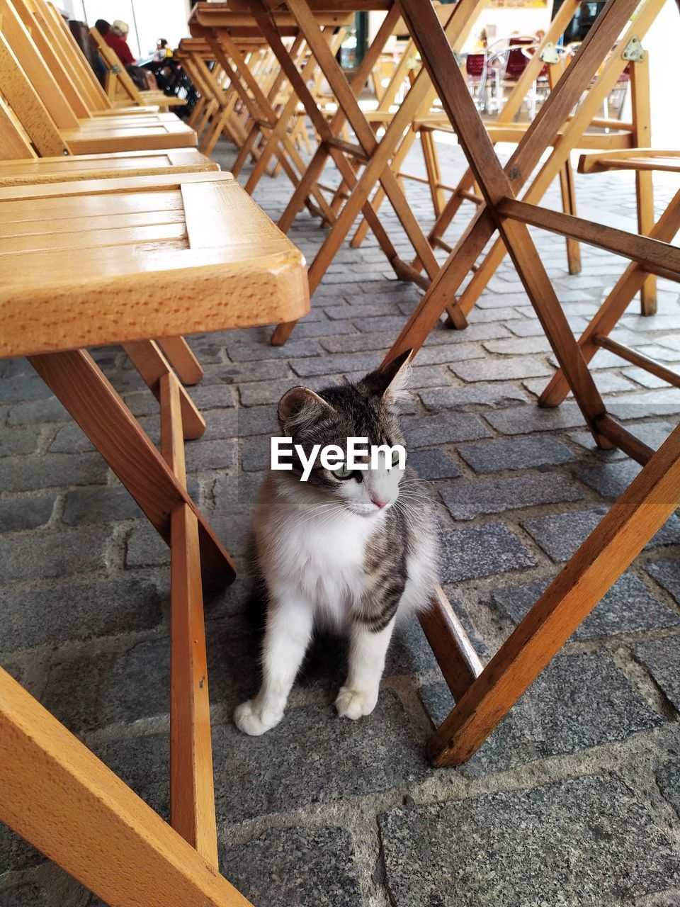 HIGH ANGLE PORTRAIT OF CAT SITTING ON CHAIR OUTDOORS