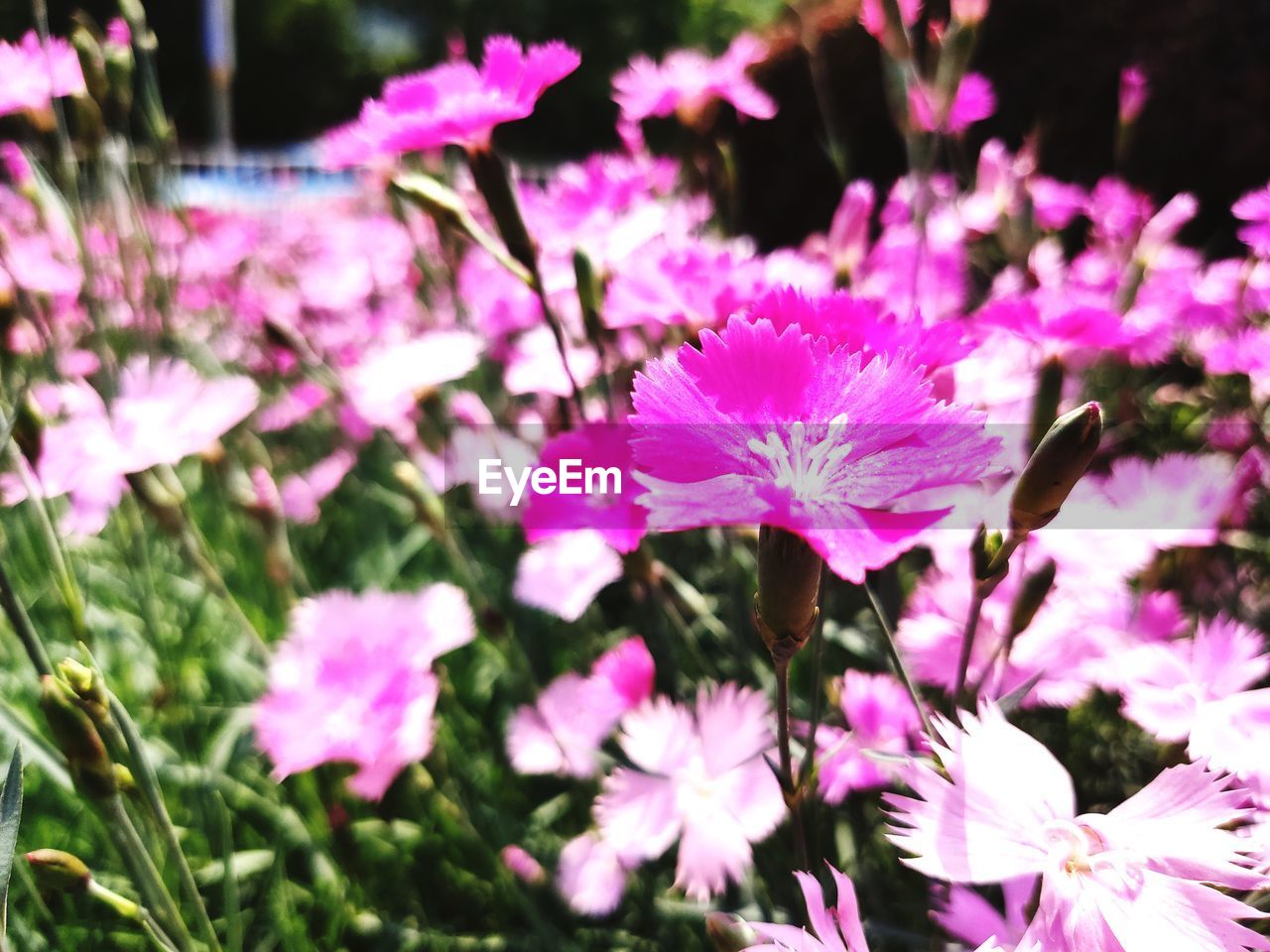 CLOSE-UP OF PINK FLOWERS