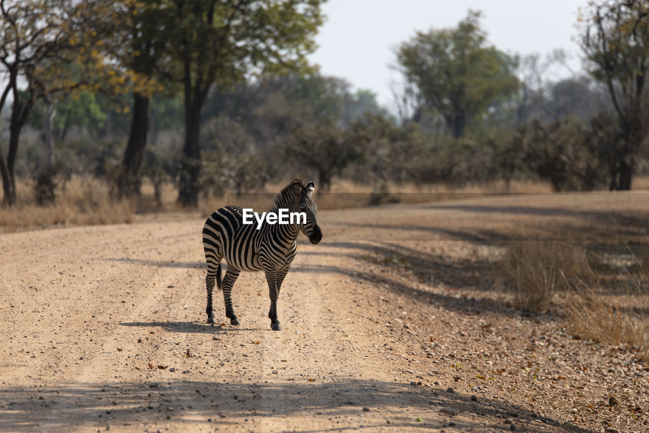 View of a zebra on the road