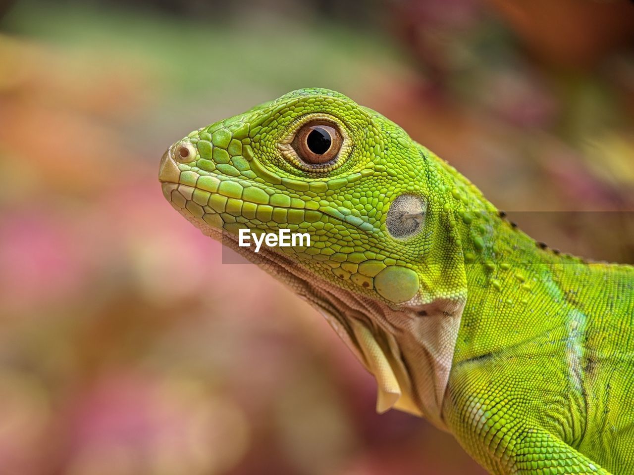 animal themes, animal, one animal, lizard, reptile, animal wildlife, close-up, iguana, macro photography, wall lizard, green, common chameleon, animal body part, no people, wildlife, chameleon, side view, anole, iguania, multi colored, focus on foreground, nature, animal head, portrait, environment, profile view