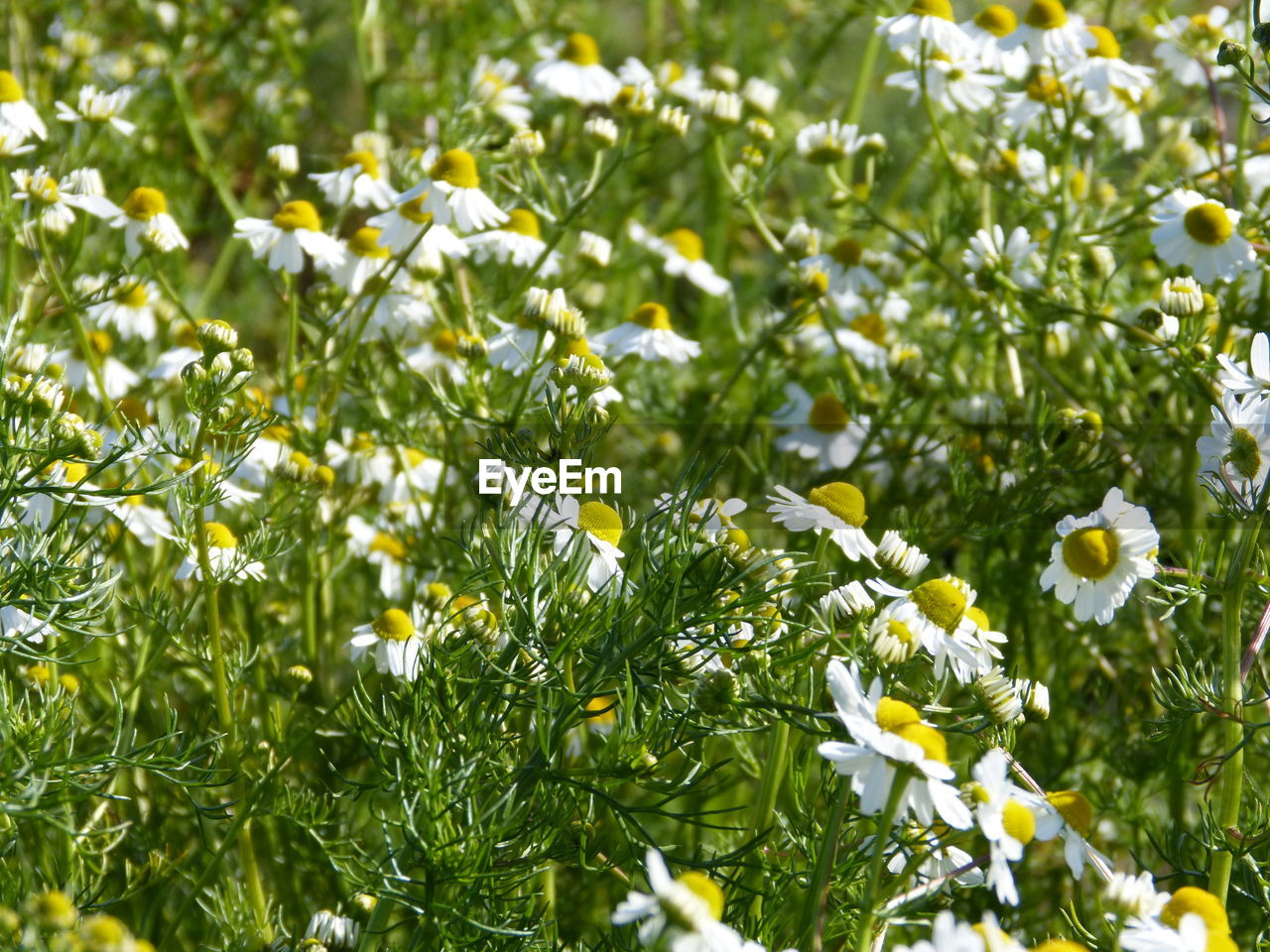 CLOSE-UP OF FLOWERING PLANTS ON FIELD