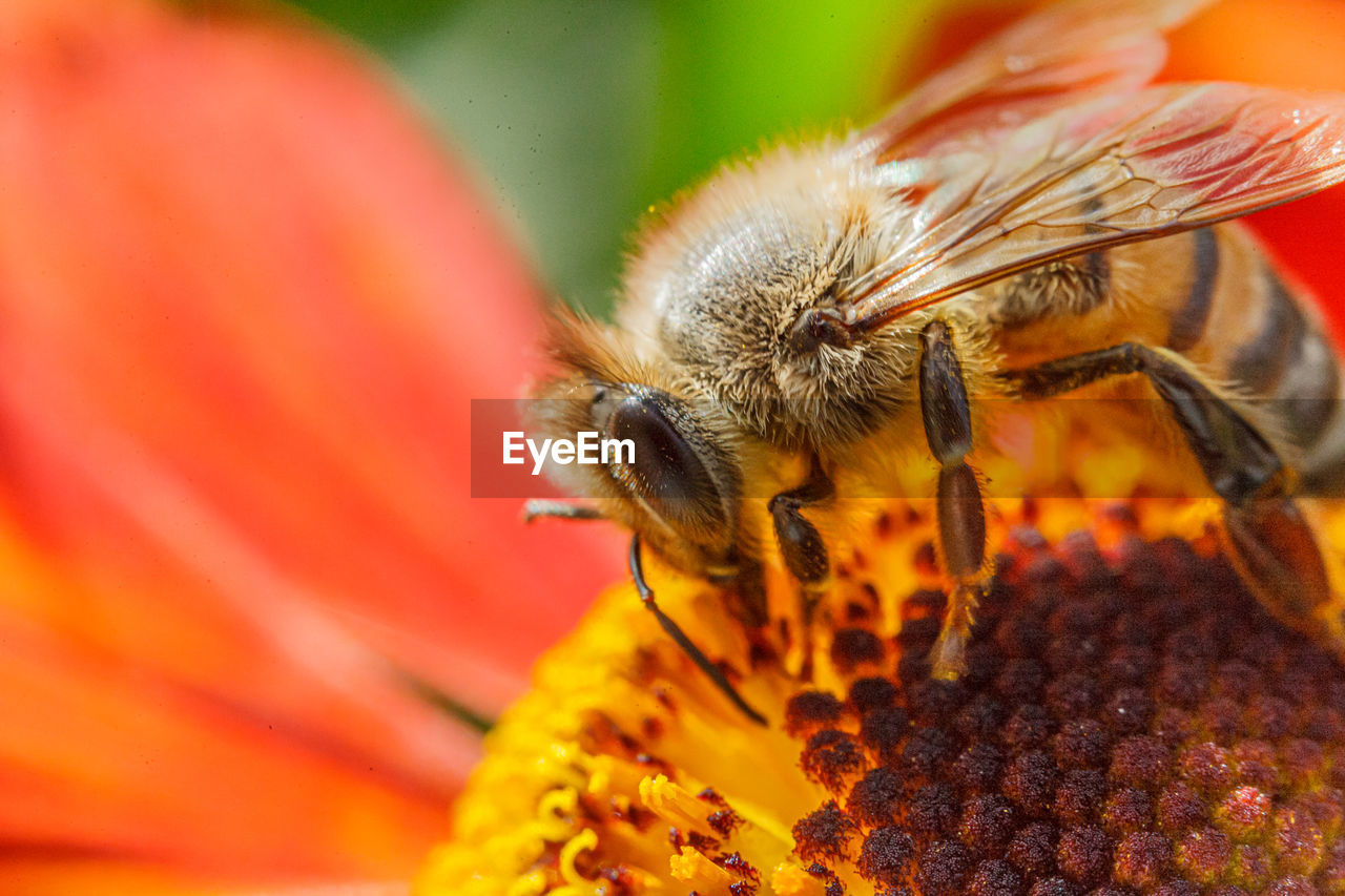 close-up of bee pollinating on flower