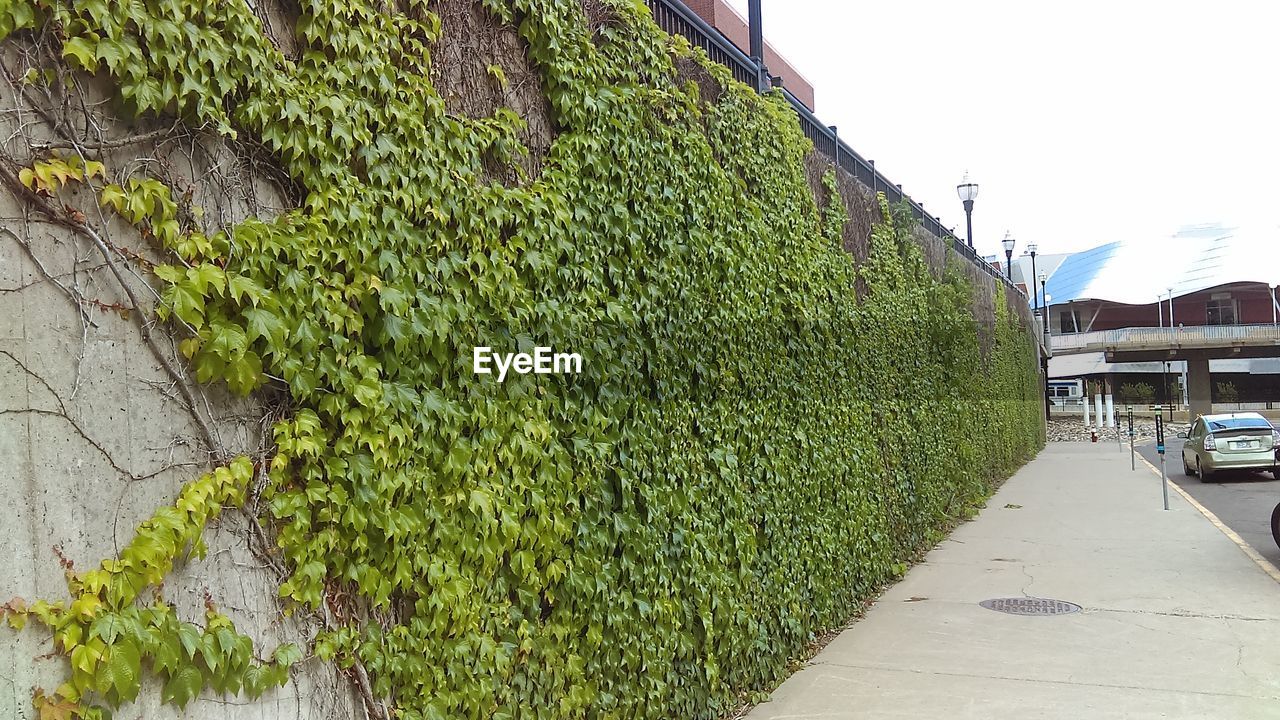 Close-up of ivy growing on wall