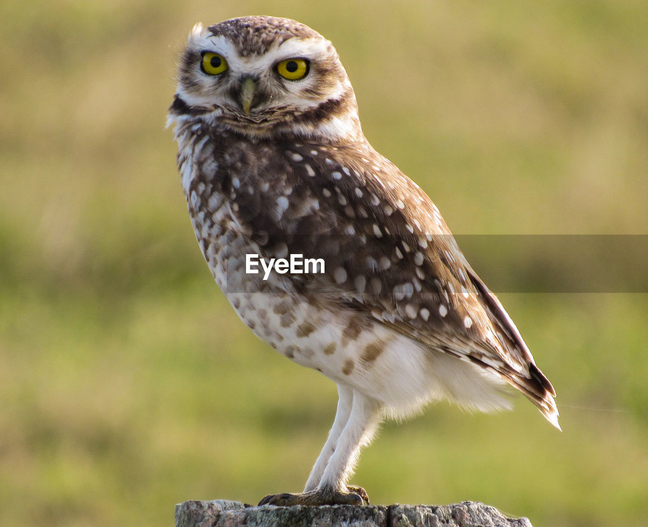 CLOSE-UP OF OWL PERCHING ON FIELD
