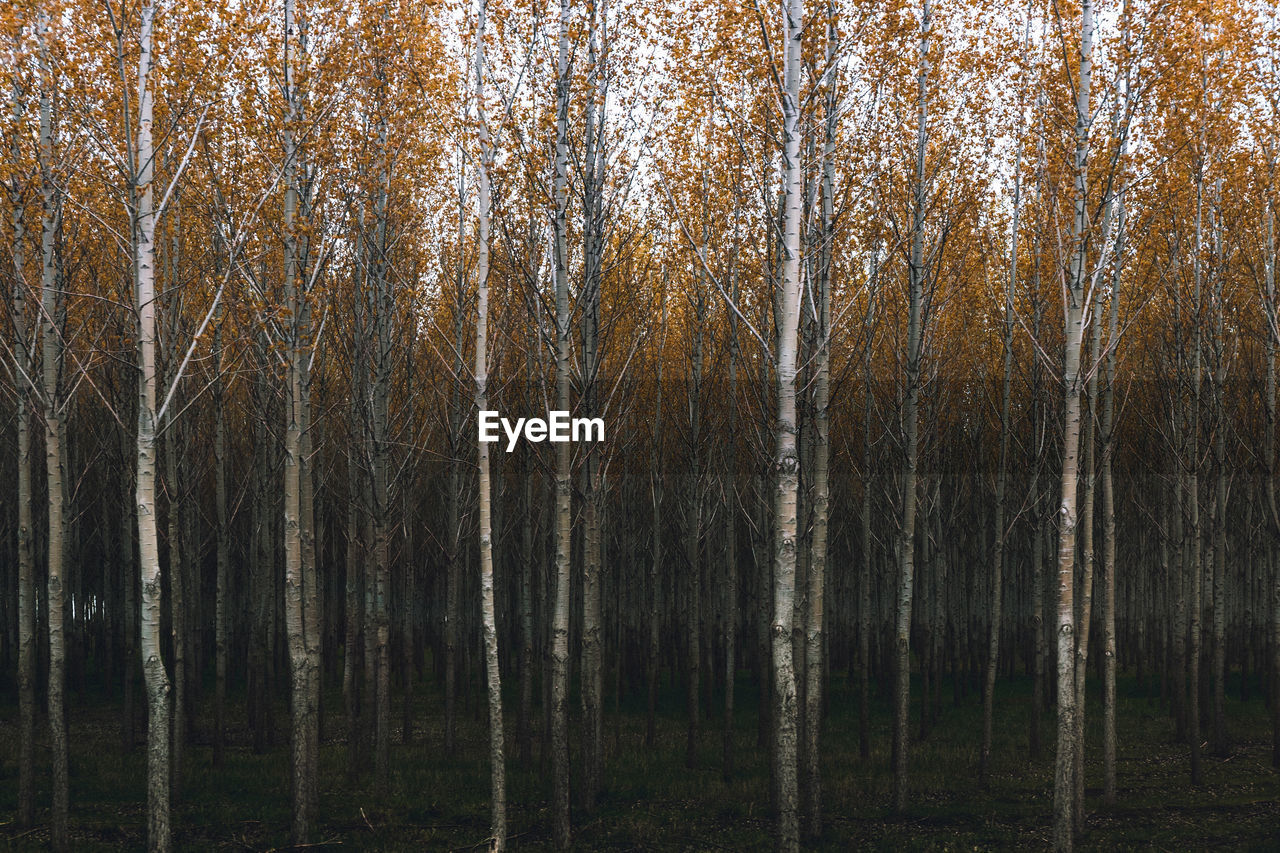 Early spring a birch tree plantation is really mesmerizing, hogy deep can attract your look.