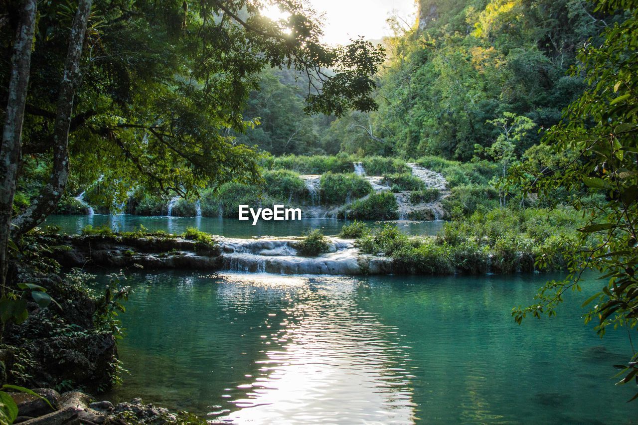 Scenic view of river amidst trees in forest