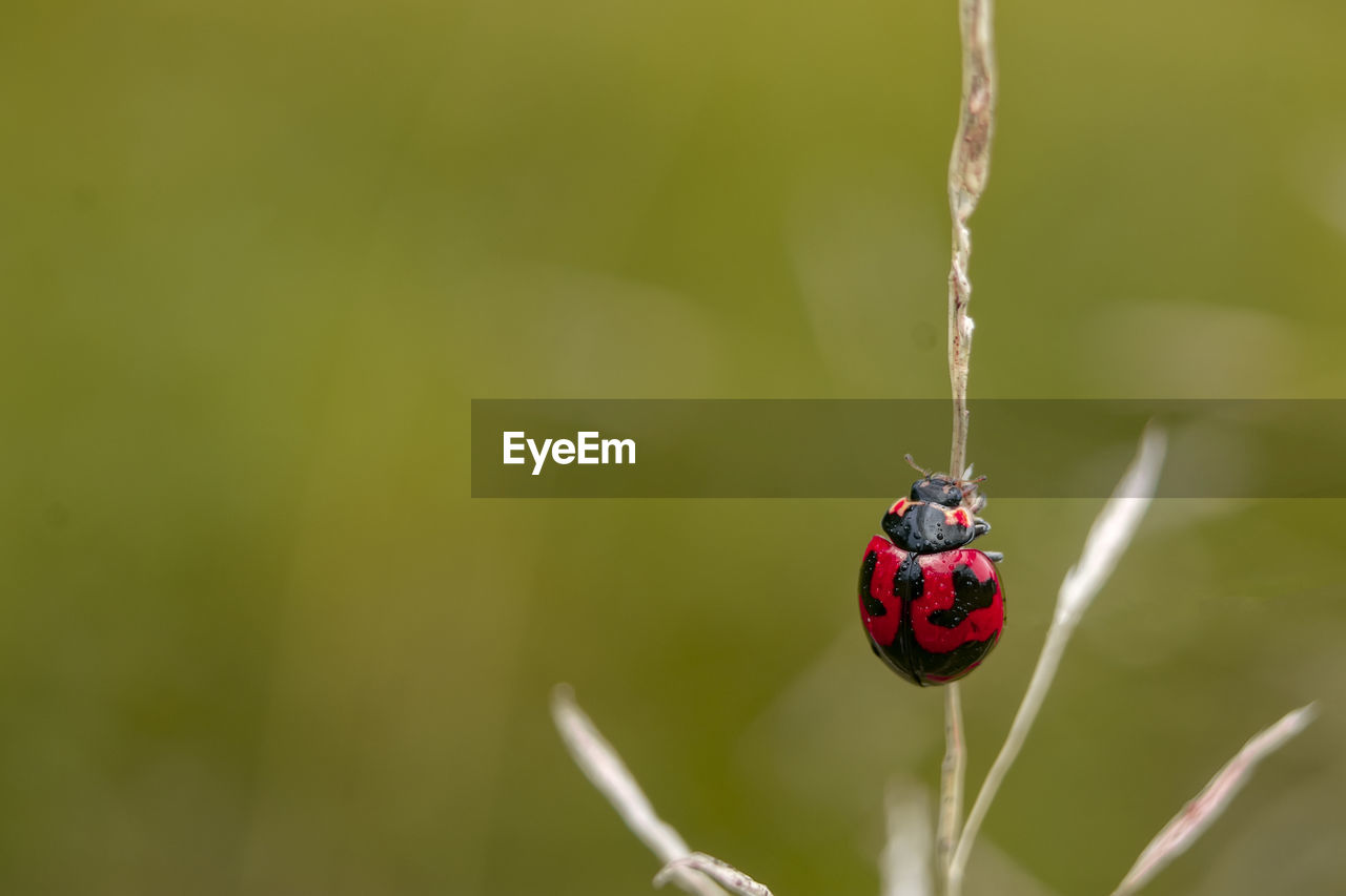 LADYBUG ON A PLANT