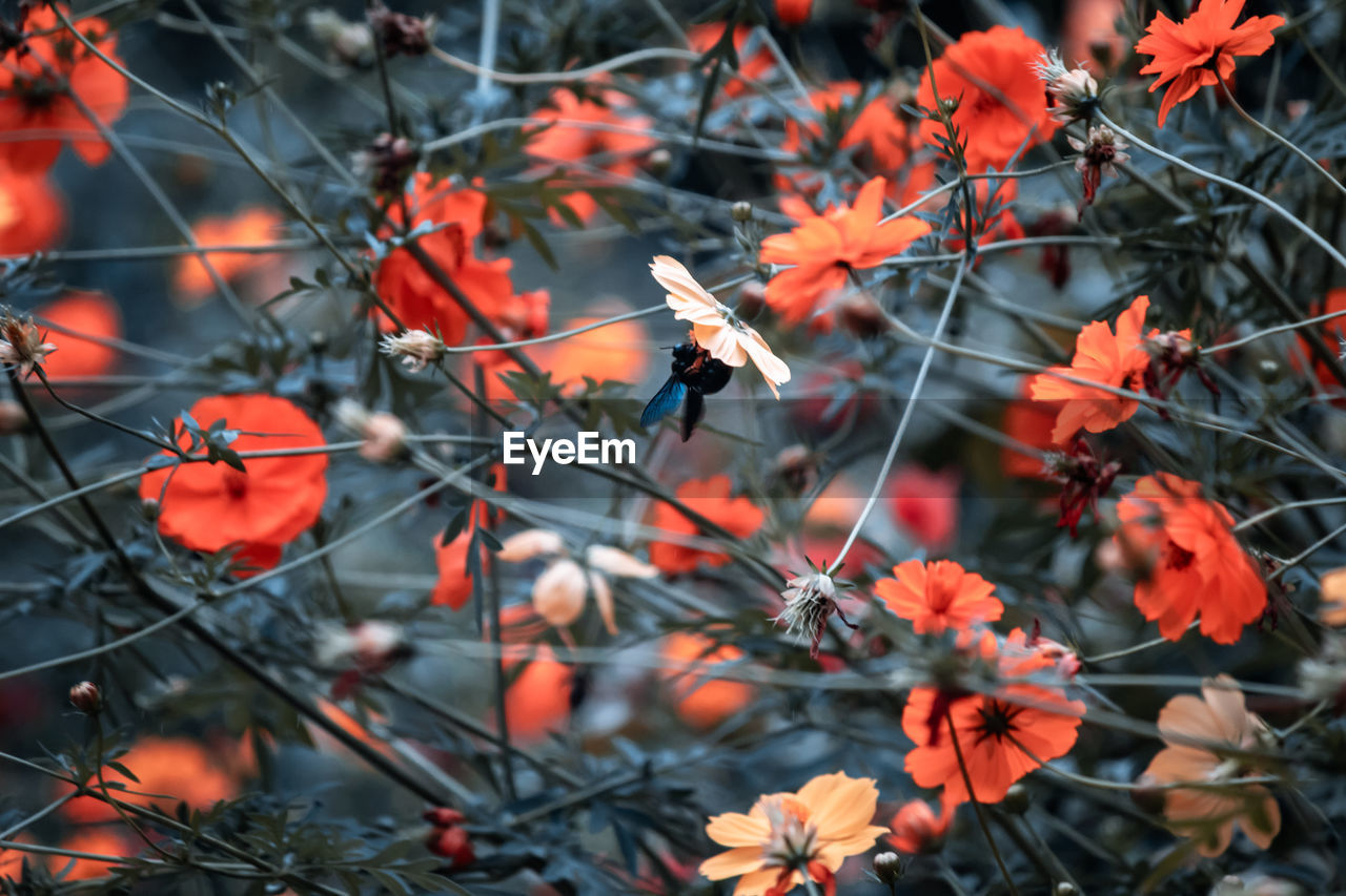 CLOSE-UP OF ORANGE FLOWERING PLANT