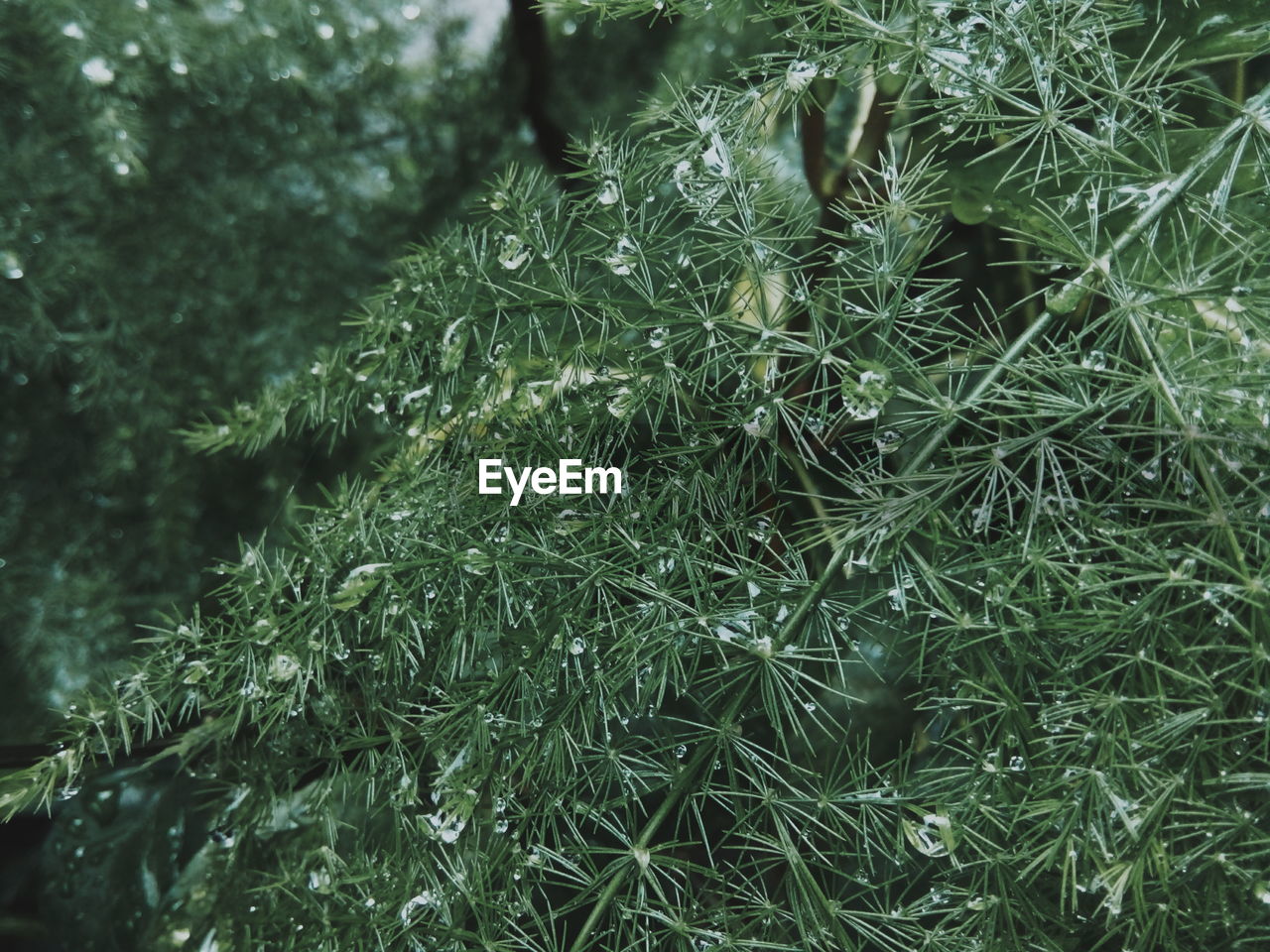 FULL FRAME OF FRESH GREEN PLANTS