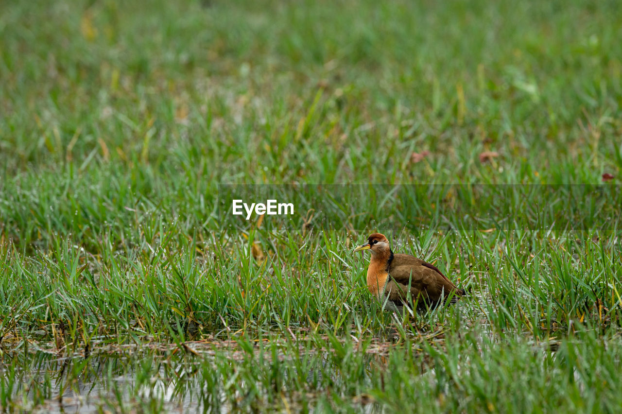 SIDE VIEW OF BIRD ON FIELD