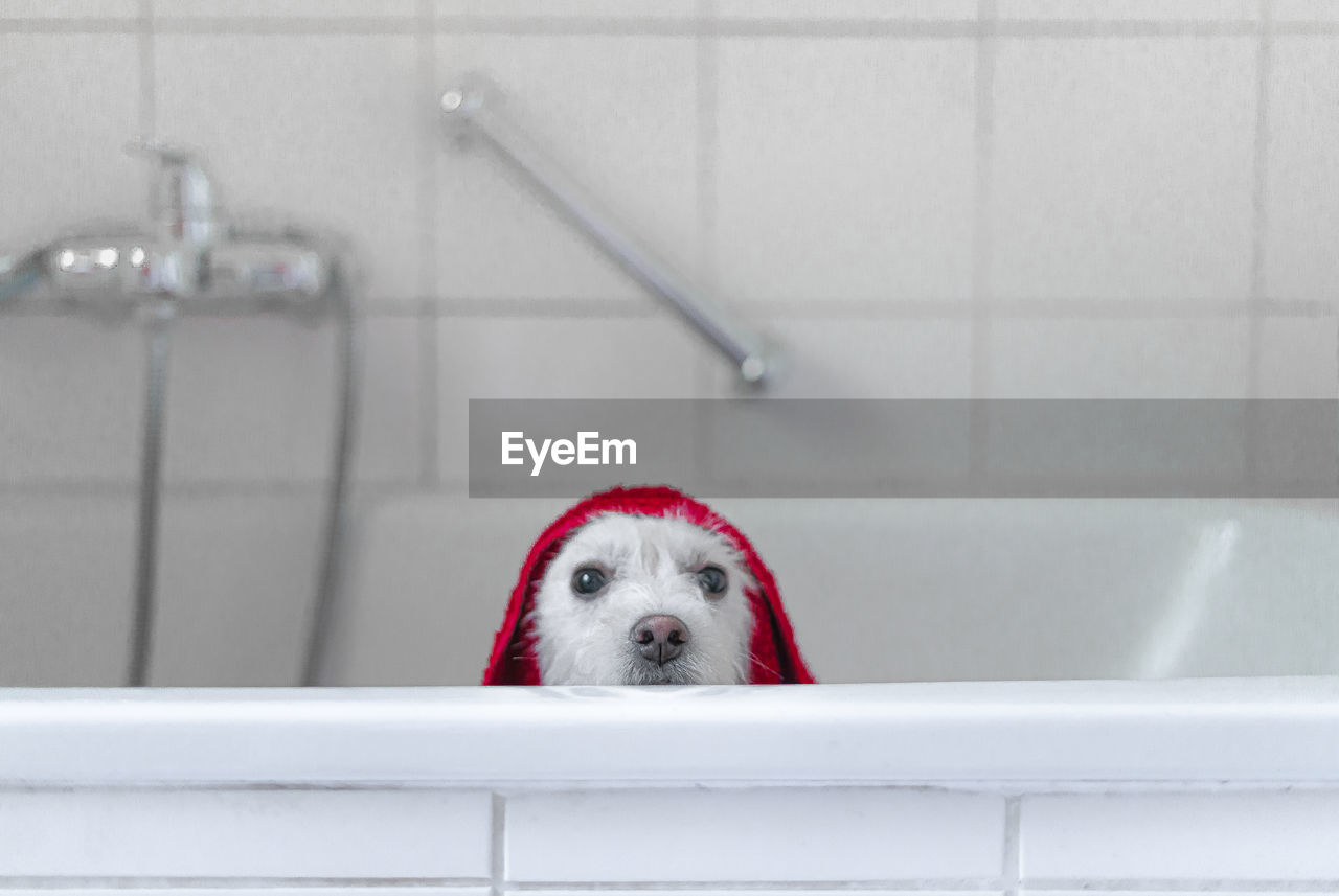 Portrait of dog in bathtub