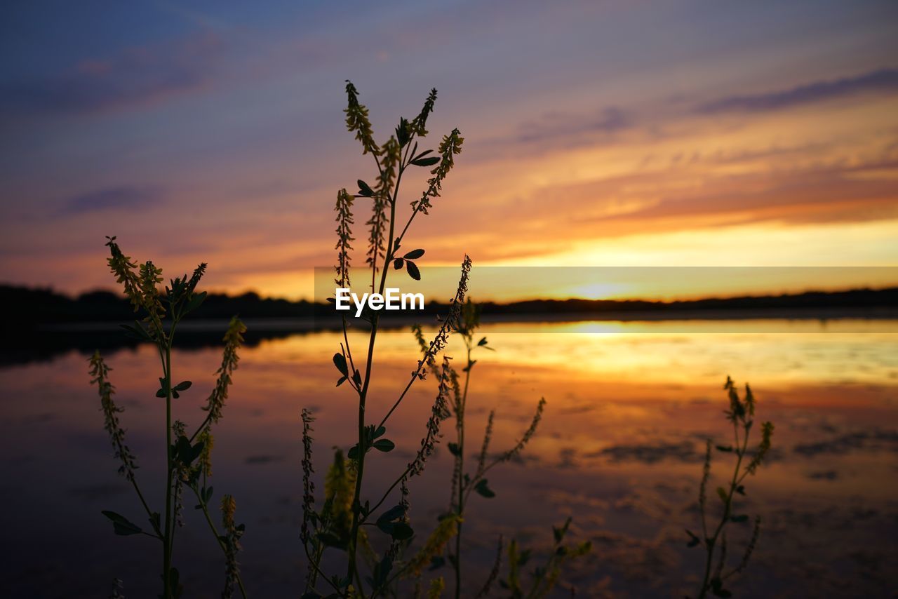 SILHOUETTE PLANT BY LAKE AGAINST SKY DURING SUNSET