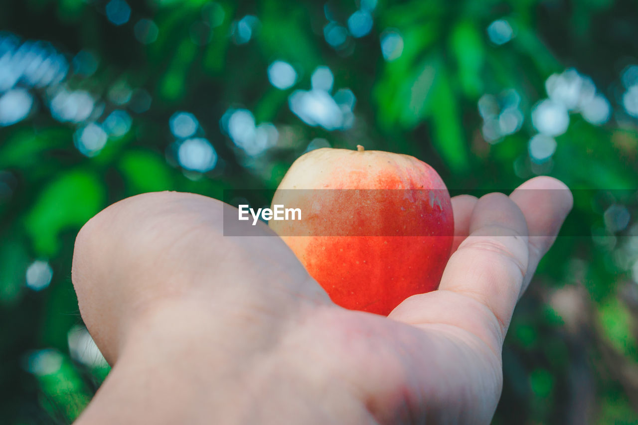 CLOSE-UP OF HAND HOLDING APPLE