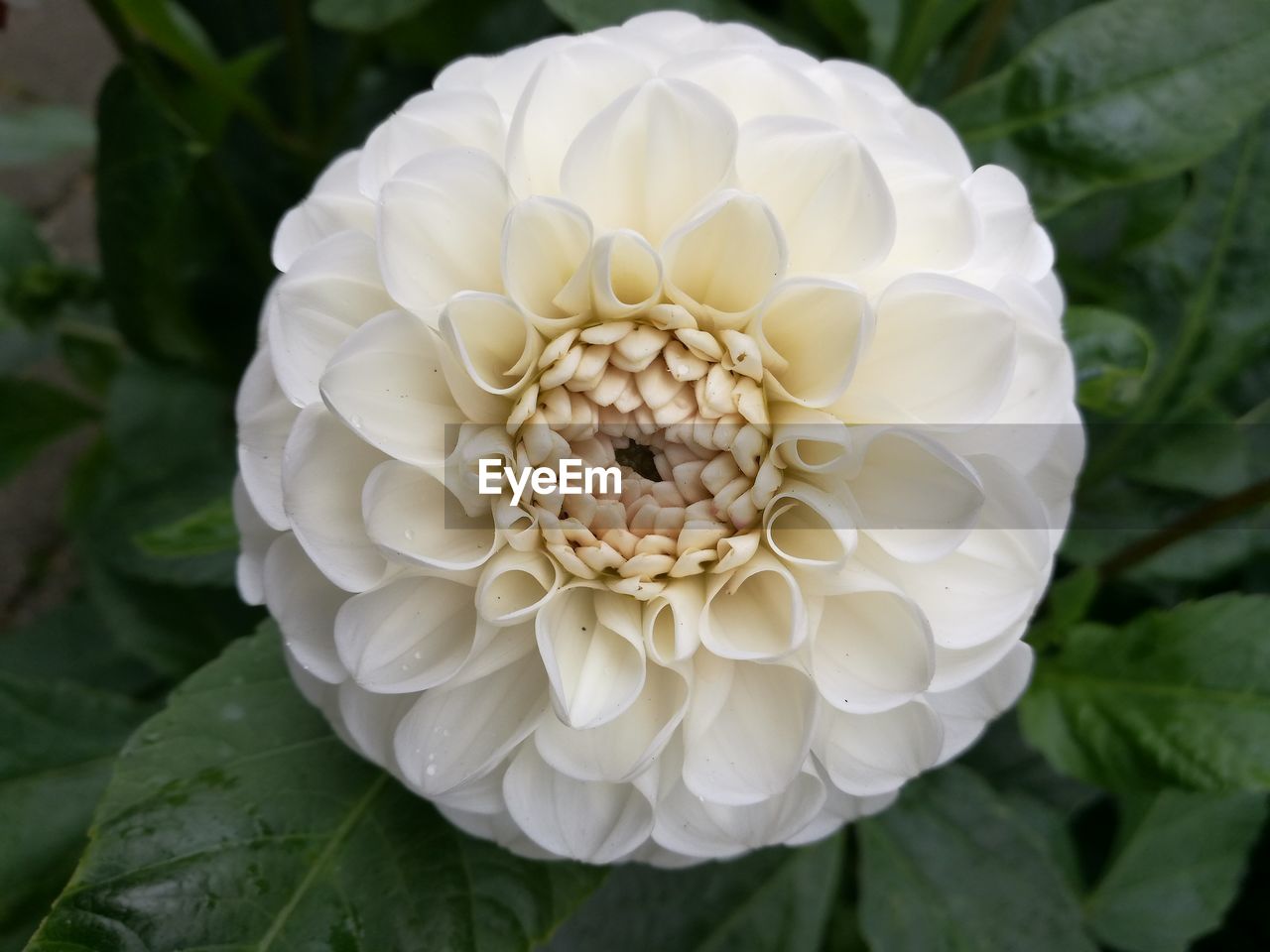 CLOSE-UP OF WHITE FLOWER