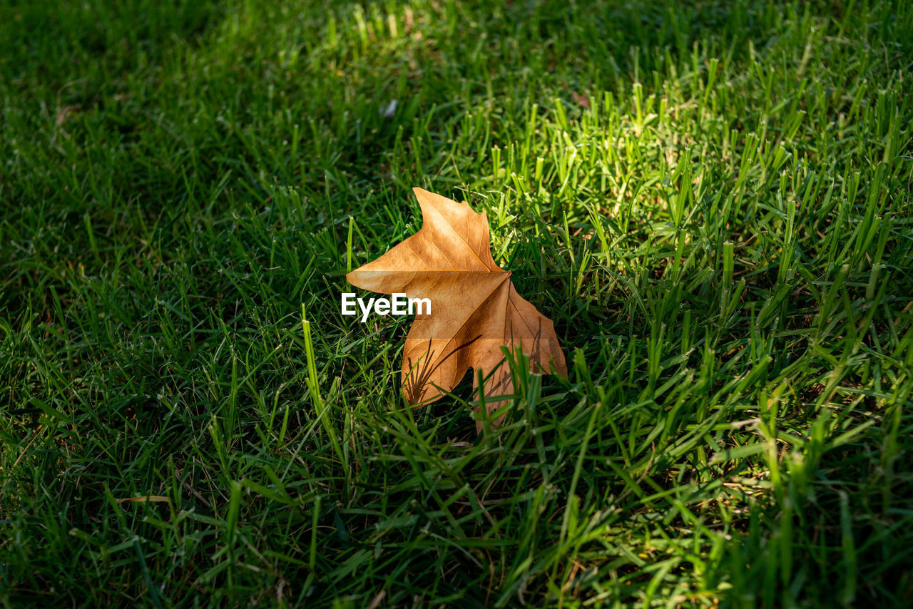 HIGH ANGLE VIEW OF MAPLE LEAF ON GRASS